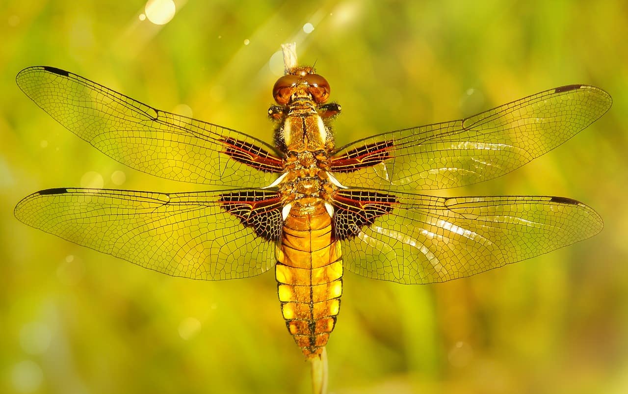 The DRAGONFLY SPIRIT ANIMAL Ultimate Guide (Meanings & Symbolism)